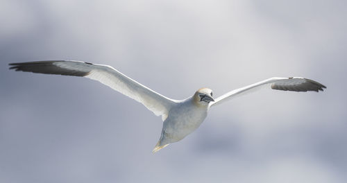 Low angle view of gannet flying against sky