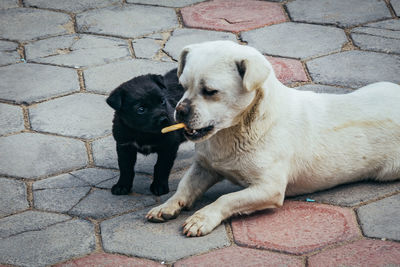 Close-up of puppies eating cookie on paved walkway