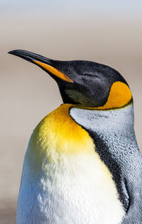 Close-up of a bird