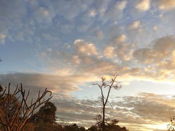 Low angle view of trees against sky during sunset