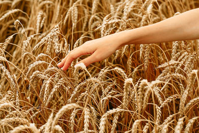 Wheat field. the concept of the global food crisis. a woman's hand runs through the ears of wheat