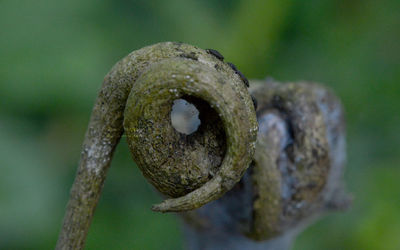 close-up