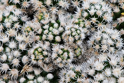 Full frame shot of succulent plants