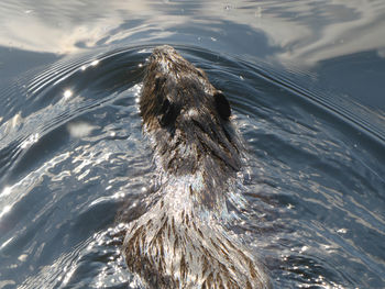 High angle view of bird swimming in lake