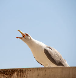 Low angle view of seagull perching