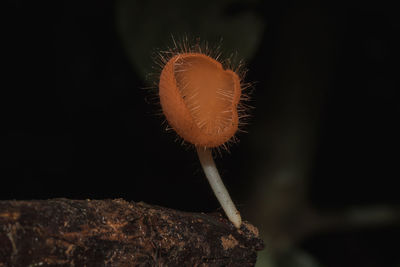 Close-up of orange flower