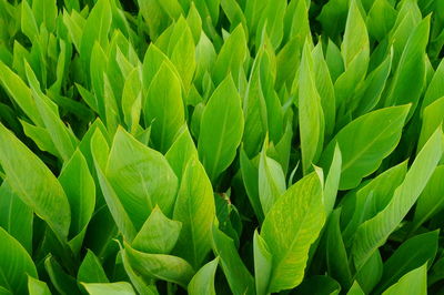 Full frame shot of fresh green leaves