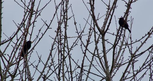 Low angle view of bird perching on tree against sky