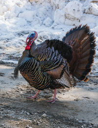 Close-up of a turkey