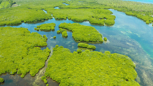 Aerial view green ecology mangrove nature tropical rainforest to the bay of sea. mangrove landscape.