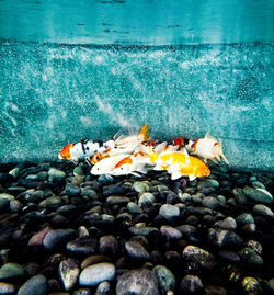 Close-up of fish in sea