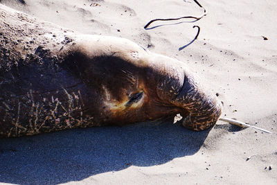 High angle view of seal on beach 
