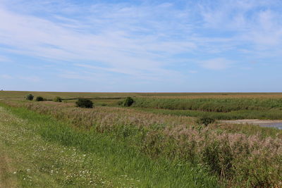 Scenic view of field against sky