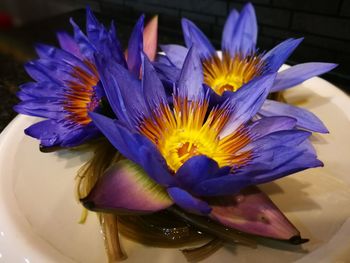 Close-up of purple flower