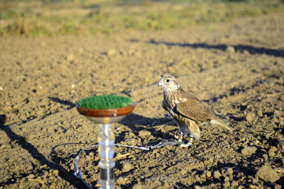 High angle view of birds on land