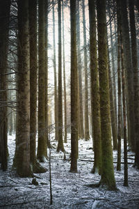 Trees in forest