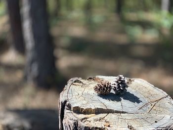 Close-up of tree stump in forest