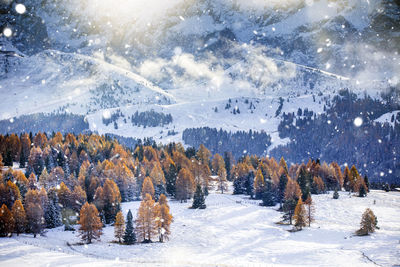 Scenic view of pine trees on snow covered landscape