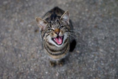 High angle view of cat