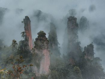 Panoramic view of trees and plants against sky