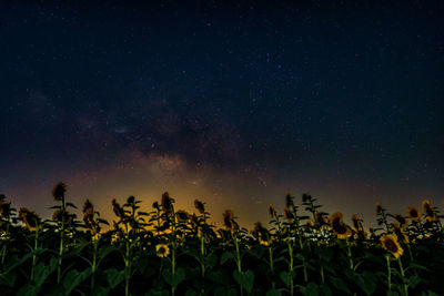 Milky way and sunflowers