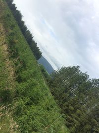 Plants growing on field against sky