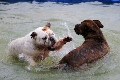 Portrait of wet dog in water