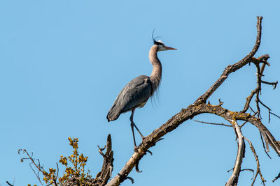 Low angle view of great blue heron perching on tree against sky