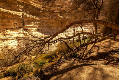 View of trees growing in forest