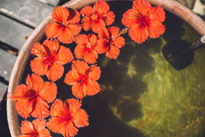 Close-up of red flower