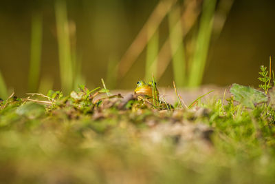 A beautiful common green water frog enjoying sunbathing in a natural habitat at the forest pond. 