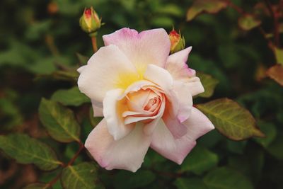 Close-up of pink rose