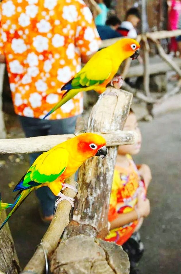 animal themes, animals in the wild, bird, one animal, perching, wildlife, focus on foreground, parrot, multi colored, yellow, close-up, branch, tree, nature, beak, day, outdoors, full length, no people, two animals