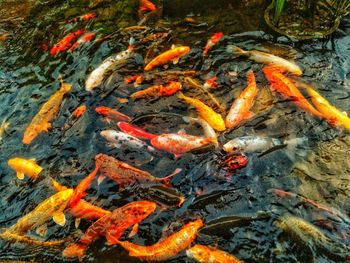 High angle view of koi carps swimming in pond