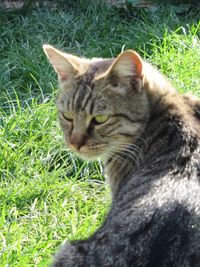 Close-up of a cat looking away