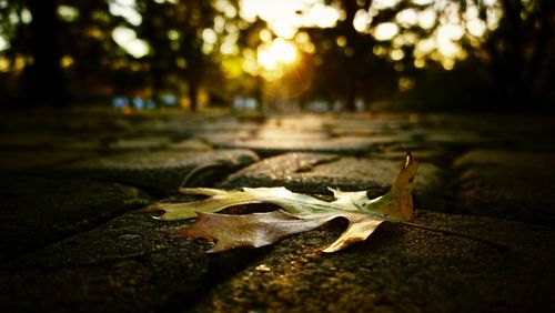 Close-up of leaves on ground