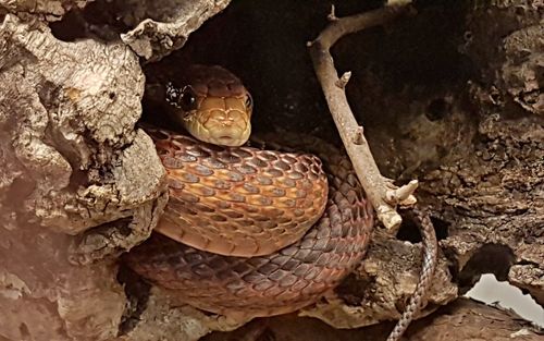 Close-up of lizard on tree