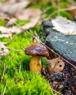 Close-up of mushrooms on grass