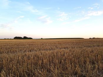 Scenic view of field against sky