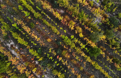 Full frame shot of autumn leaves on moss