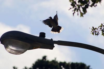 Low angle view of bird flying