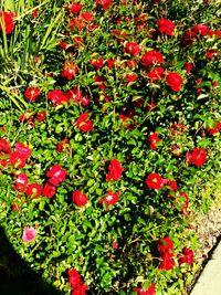 Close-up of red flowers