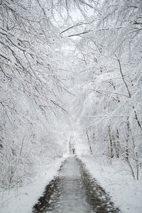 Road amidst snow covered land and trees