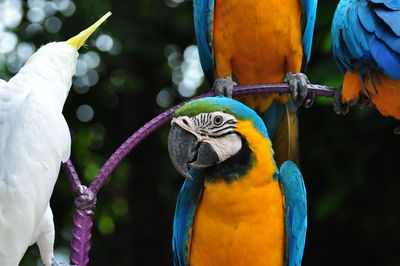 Close-up of parrot perching on branch