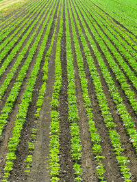 Scenic view of agricultural field