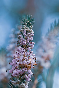 Close-up of purple flowering plant