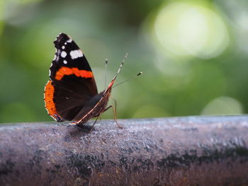 Close-up of butterfly perching on leaf