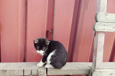 Portrait of cat sitting on wood