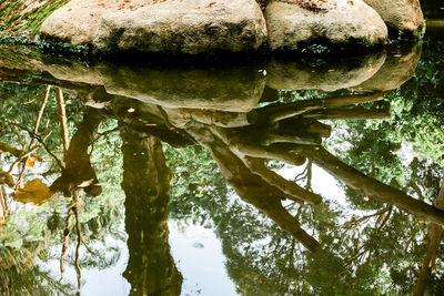 Close-up of tree trunk by lake