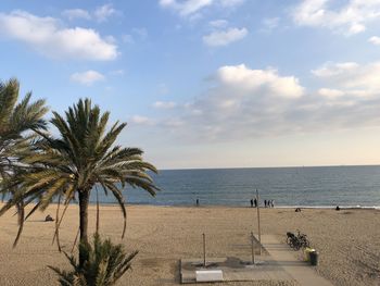 Palm trees on beach against sky